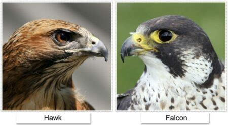 🥇 Difference Between Falcon And Hawk【 2021 】Identification