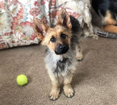 Meet Ranger, The Tiny German Shepherd With Dwarfism That Means He Will ...