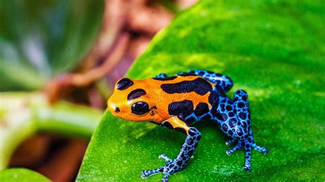 KTemoc Komposes: The poisonous frogs of Malaysia?