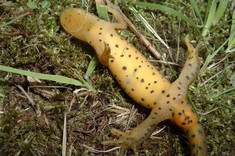 PA HERP IDENTIFICATION » Red-spotted Newt