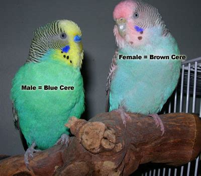 About Budgies