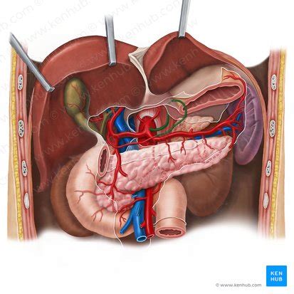 Celiac trunk: Anatomy, branches and function | Kenhub