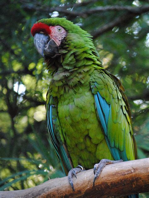 Military Macaw | Alexandria Zoo