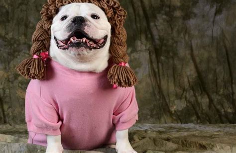 Top 10 Best Dog Sweaters for Pitbulls - Animal Kooky