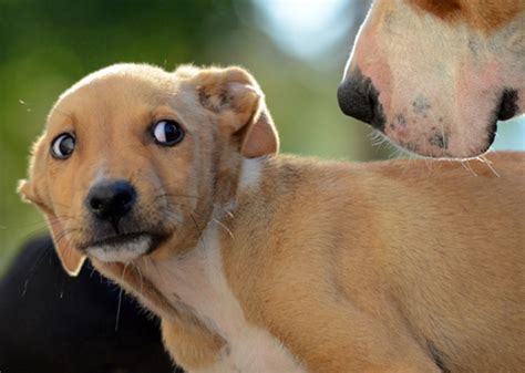 Watch for These Signs of Stress in Your Dog