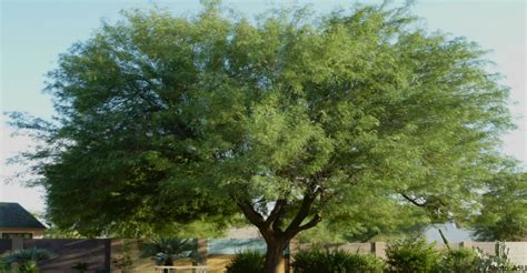 Mesquite trees provide food, fuel, medicine, and more – Arizona Daily Independent