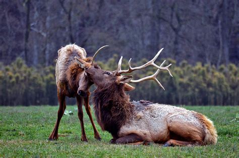 Photo of the Day: "Spike" Yearling with Bull Elk - The National ...