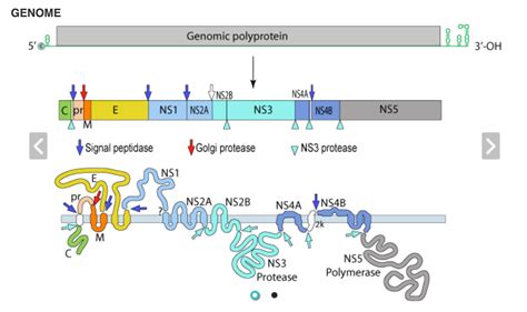 Viral genome sequencing - McGill SI 2018 GenEpi