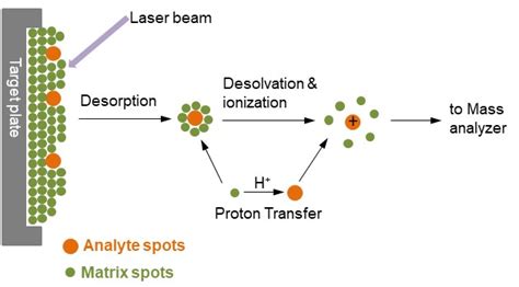 MALDI-TOF Mass Spectrometry - Creative Proteomics