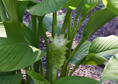 Tropical-looking plants give late summer show | Mississippi State University Extension Service