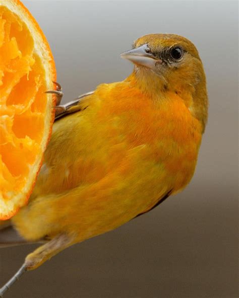 Baltimore Oriole Migration: Do Orioles Migrate? - Birds and Blooms