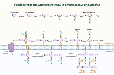 Peptidoglycan Biosynthesis Pathway in Streptococcus pneumoniae | BioRender Science Templates