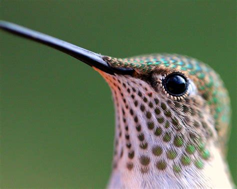 Hummingbird in Estes Park Colorado. | Weird animals, Beautiful birds, Animals