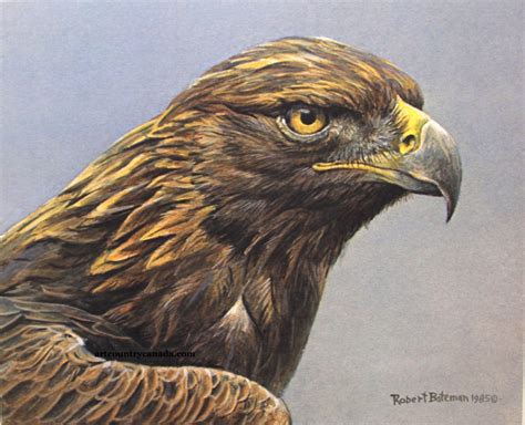 Art Country Canada -ROBERT BATEMAN Golden Eagle Portrait Offset limited ...