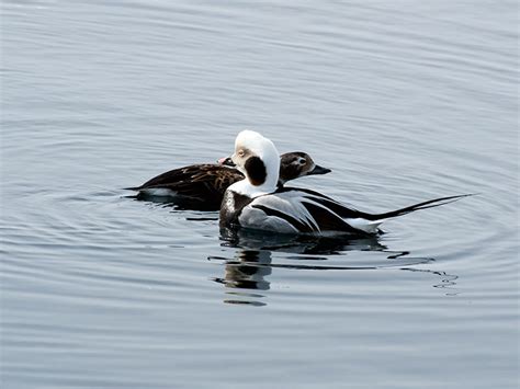 Old Squaw Hunting - Waterfowlers Challenge