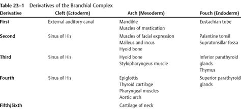 23 Branchial Cleft Cyst | Radiology Key