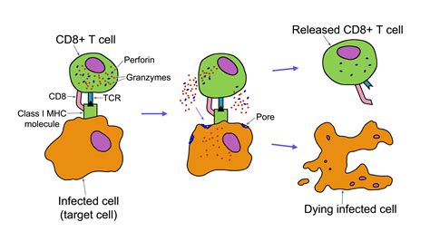 T Cell Cytotoxicity Assay