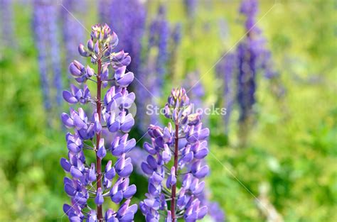 Lupine Flowers Close-up Royalty-Free Stock Image - Storyblocks