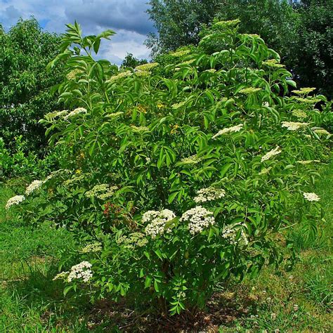 American Elderberry Bush