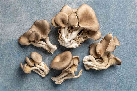 What Are Oyster Mushrooms?