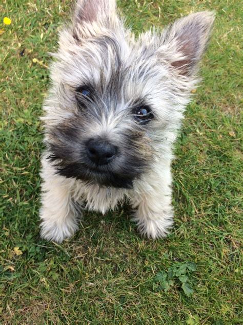 Cairn terrier puppy in 2021 | Cairn terrier, Cairn terrier puppies ...