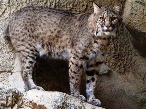 El ojo del buitre: Felinos - Lince rojo (Lynx rufus)