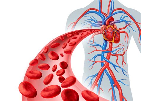 Heart blood flow diagram - rightbaseball