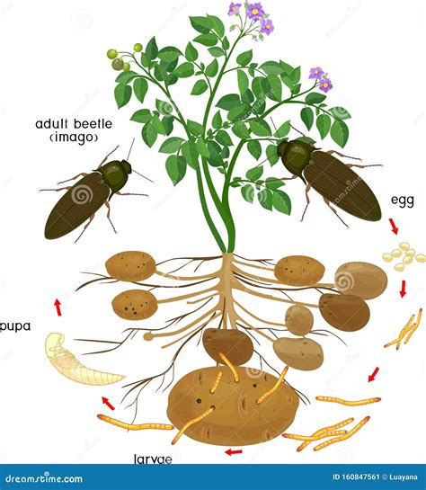 Life Cycle of Click Beetle Wireworm. Stock Vector - Illustration of ...