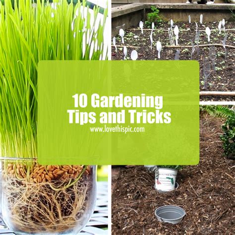 10 Gardening Tips and Tricks