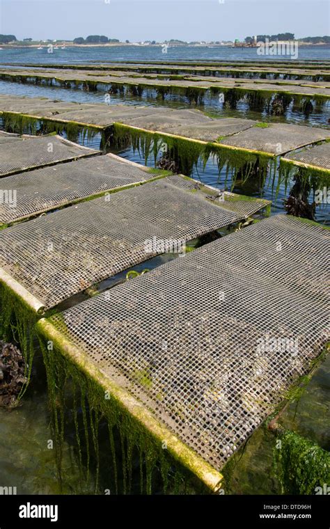 oyster culture, oyster farming, aquaculture, mariculture, Pacific oyster, Austernzucht ...