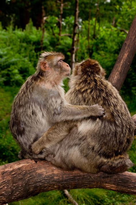 2 Monkeys Hugging Stock Photos - Download 222 Royalty Free Photos