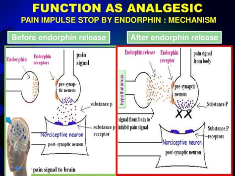 presentation on Endorphin hormone