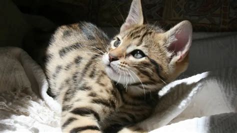 MANDALAY CAT PERSONALITY AND BREED (ALL YOU NEED TO KNOW) - DorkyCats