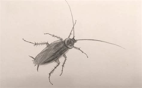 Insects Pencil Drawings | Realistic drawings, Insects, Drawings