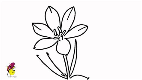 Crocus Flower Drawing | Free download on ClipArtMag