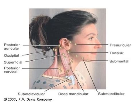 Swollen posterior auricular lymph nodes