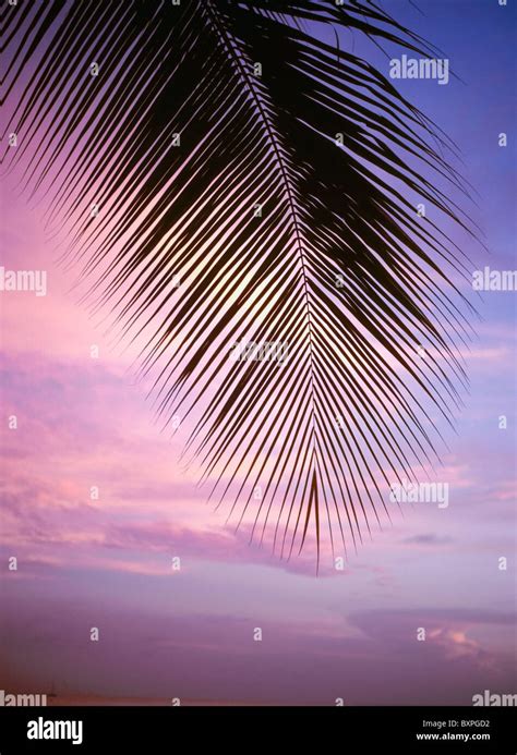 Palm Tree Branch At Sunset, Close Up Stock Photo - Alamy