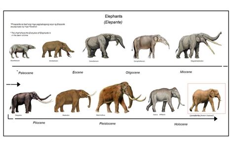 Miscellaneous Images | Prehistoric Florida | Prehistoric animals ...