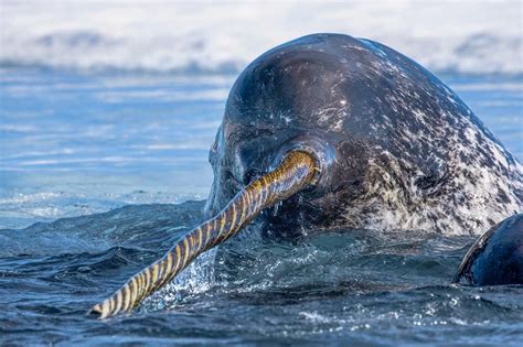 Here is the what it looks like to stare down the length of a narwhal ...