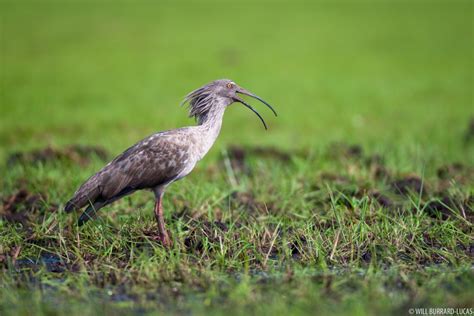 Birds + The Pantanal | Photos Pictures Images