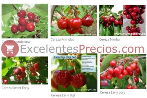 Cherry tree varieties: 50 Types of cherry most known