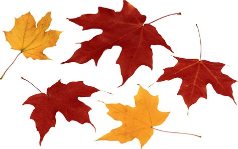 Red Autumn Leaf PNG Image - PurePNG | Free transparent CC0 PNG Image ...