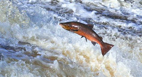 More Flow From San Joaquin Valley Rivers Required to Help Salmon Runs ...