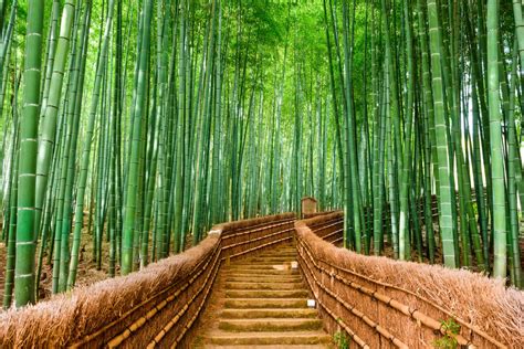 La forêt géante de bambous d'Arashiyama au Japon est à couper le souffle