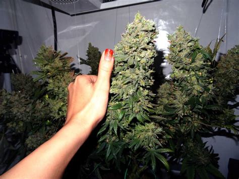 3 Best Marijuana Seeds for Beginners to Grow Outdoors - The Frisky