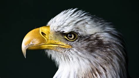 Bald Eagle Beak Wallpaper - Animals HD Wallpapers - HDwallpapers.net