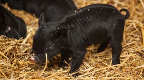 Piglets Born to American Guinea Hog at Lincoln Park Zoo | Chicago News ...