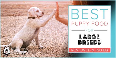 10 Best Large Breed Puppy Foods with our Most Affordable Pick