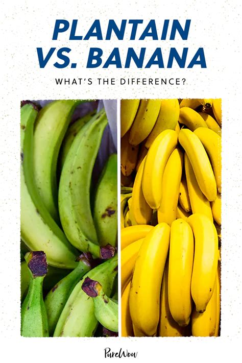 Plantain Vs Banana: Know The Difference! Northern Nester, 55% OFF