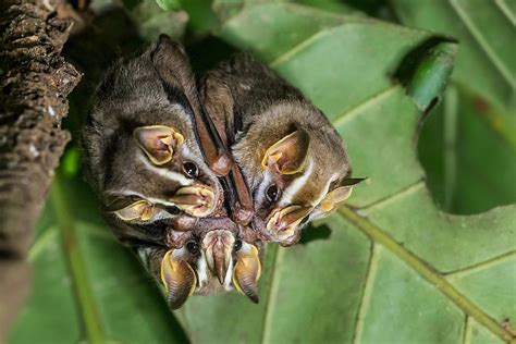 Tent making bats | Bat, Cute bat, Animals beautiful